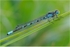 Blue Damsel Fly