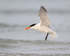 Royal Tern lifts off from sea, Fort De Soto Park, Florida