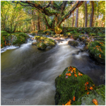 The Old Tree, Tollymore Forest (IMG0918)