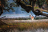 October - Doe, Dunham Massey