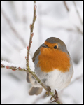 Robin