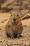Capybara front view, Pantanal, Brazil