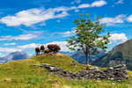 Cow viewpoint
