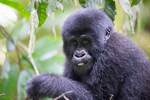 Bwindi (Nkuringo)