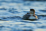 Great Northern Diver, late afternoon, Farmoor Reservoir