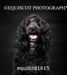 equiscot1615