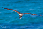Osprey with Greenback 5