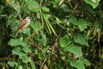 Yellow-vented Bulbul, Battambang, Cambodia