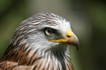 Red Kite _AGT051