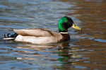 Mallard