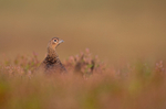 Red Grouse (f) - Lagopus lagopus