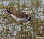 Pheasant Tailed Jacana