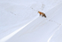 Red Fox looks down slope, Hayden Valley, Yellowstone National Park