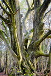 Majestic Beech