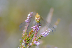Female Common darter