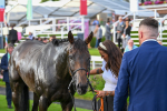 260724-Race 4-Dicko The Legend-5308