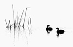 Pied-Billed Grebes
