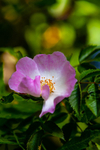 Dog Rose-4116