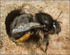 Anthophora  plumipes (f)