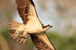 Osprey flying & carrying half-eaten fish, Blue Cypress Lake, Florida
