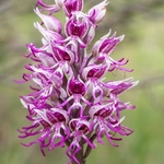 Monkey Orchid (Orchis simia)