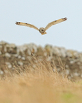 Short-eared Owl gliding low, Hawling, Gloucestershire