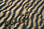West Wittering - 26