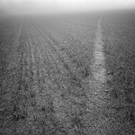 2249 - Misty Stubble Field Path
