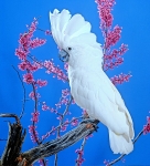 GKD-f-005607 copy