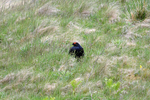 Black Grouse