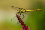 Dragonfly at Kilmacurragh Botanic Gardens, Ireland.