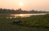 Rhino and sunset