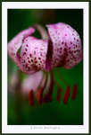 Lilium  martagon 1