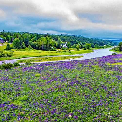 A field of lupins in full bloom along the Hammond River in rural Kings County, New Brunswick, Canada.
