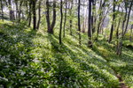 Woodland Wonderland