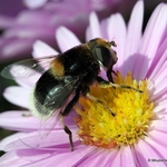 Eristalis intricarius (Furry Dronefly) F