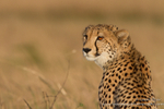 Cheetah on the marsh