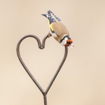 Goldfinch on Heart SD2556