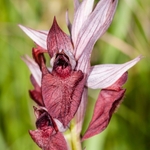 Heart-lipped Serapias (Serapias cordigera)