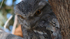 Mother and young Frogmouth