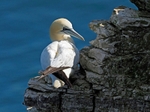 Gannet