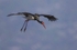 Black Stork