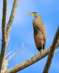 Bare-throated Tiger-Heron (adult), Sierpe River, Costa Rica