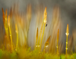 Polytrichum, Mynydd Llandygai