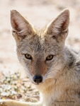 Jackal portrait