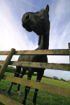 Horse in field  _AN023