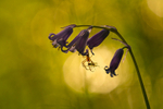 In the world of Spiders