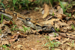 Boa Constrictor, Copa De Arbol, Osa Peninsula, Costa Rica