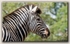 Zebra profile