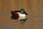 Shoveler